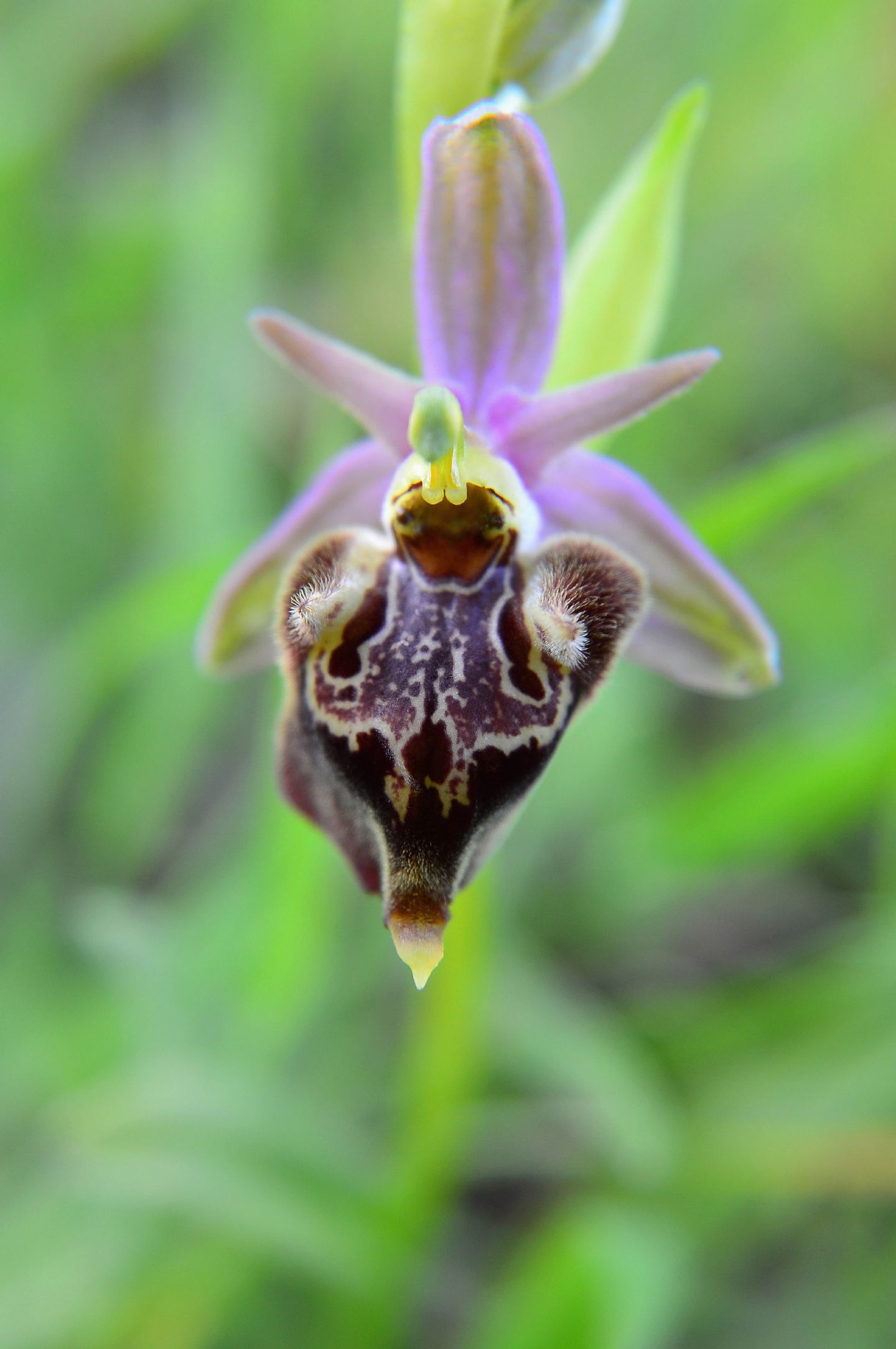 Ophrys da determinare 05 04 2014